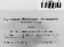 Melampsora caprearum image