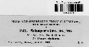 Melampsora lini image
