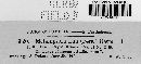 Melampsora lini image