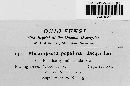 Melampsora populina image