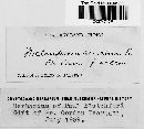 Melampsora salicina image