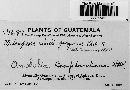 Melampsora epitea var. epitea image
