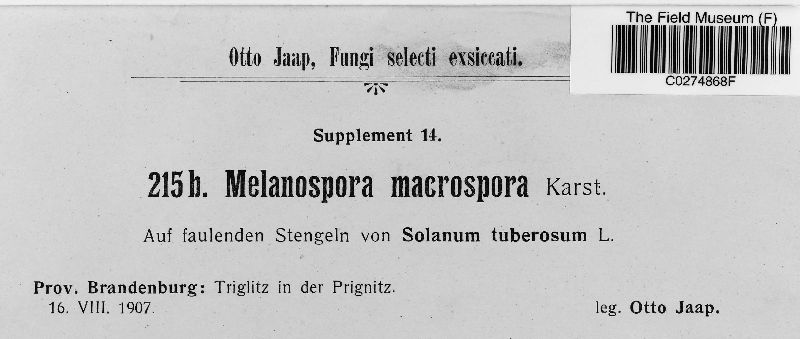 Melanospora macrospora image