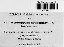 Melampsora populina image
