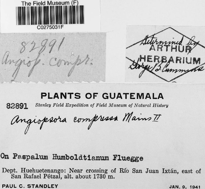 Angiopsora compressa image