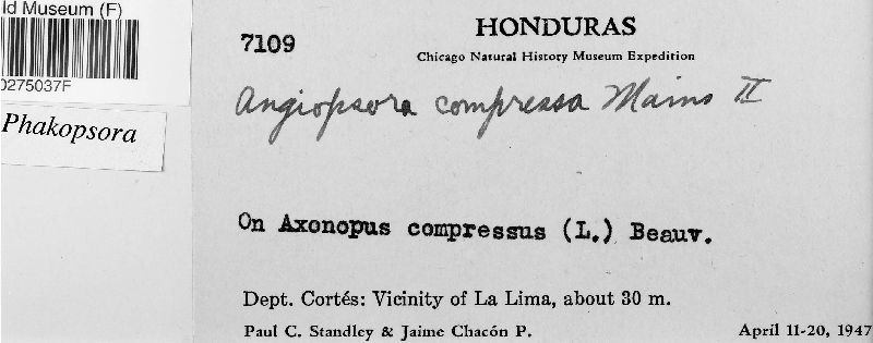 Angiopsora compressa image