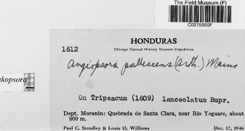 Angiopsora pallescens image