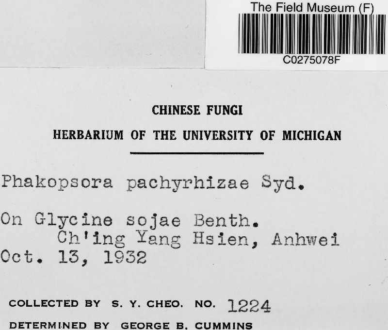 Phakopsora pachyrhizi image