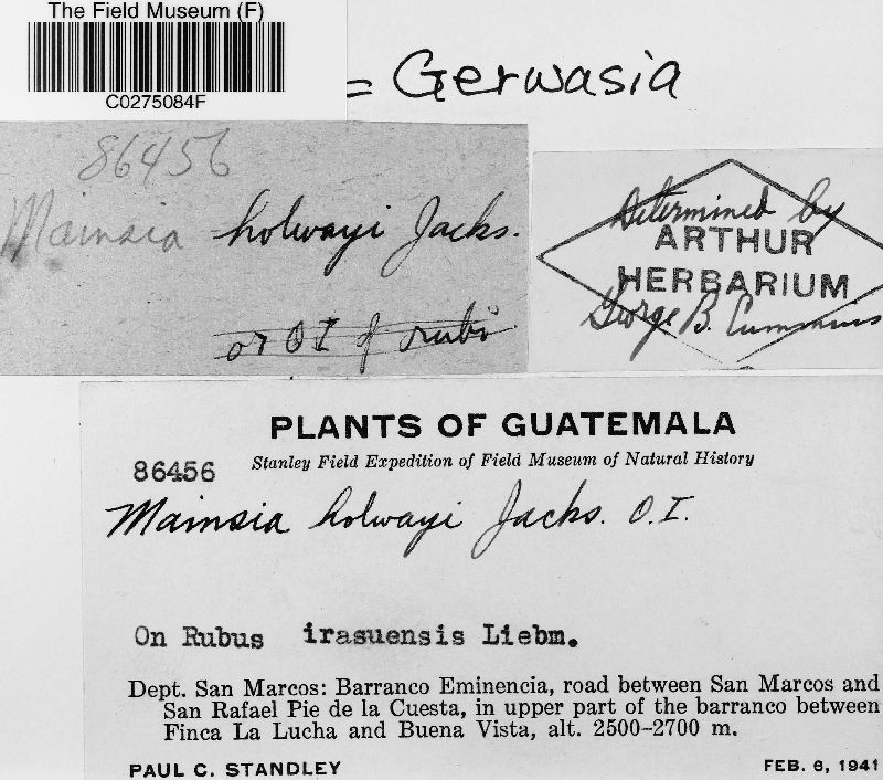 Gerwasia holwayi image