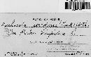 Kuehneola uredinis image