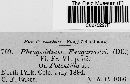 Image of Phragmidium granulatum