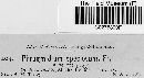 Phragmidium speciosum image
