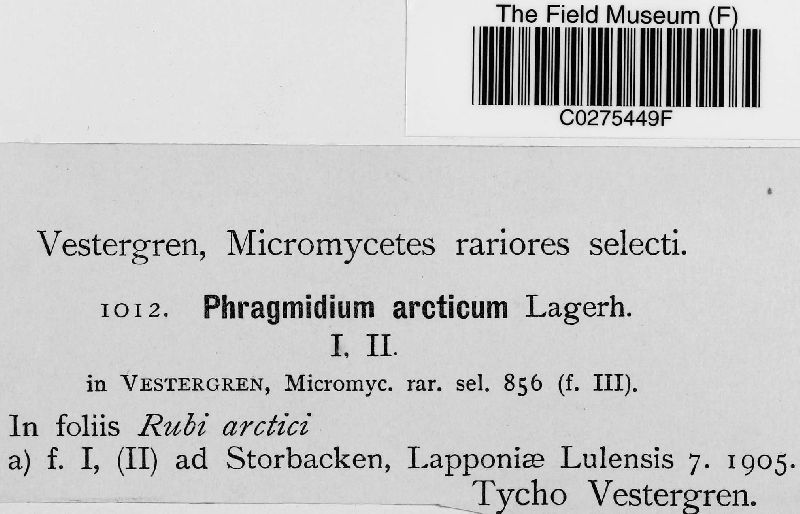 Phragmidium arcticum image