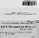 Phragmidium mucronatum image