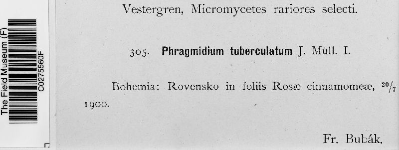 Phragmidium tuberculatum image