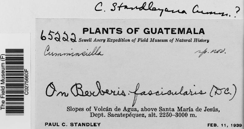 Cumminsiella standleyana image