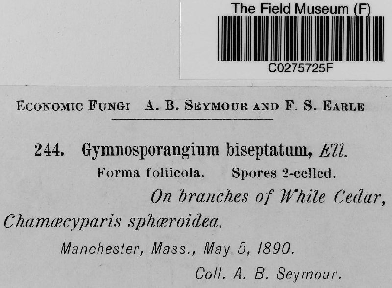Gymnosporangium biseptatum image