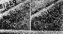 Gymnosporangium globosum image