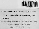 Gymnosporangium globosum image