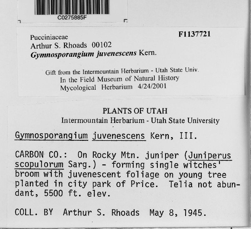 Gymnosporangium juvenescens image