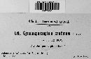 Gymnosporangium confusum image