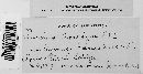 Puccinia recondita image