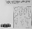 Puccinia amphigena image