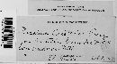 Puccinia aristidae image