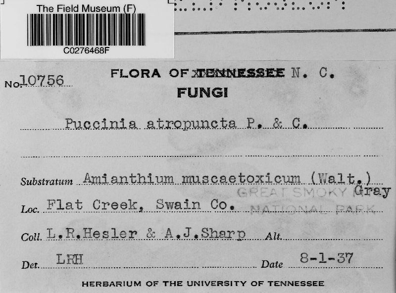Puccinia atropuncta image