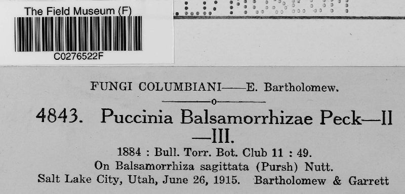 Puccinia balsamorrhizae image