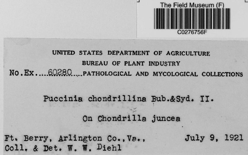 Puccinia chondrillina image