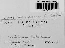 Puccinia circaeae image