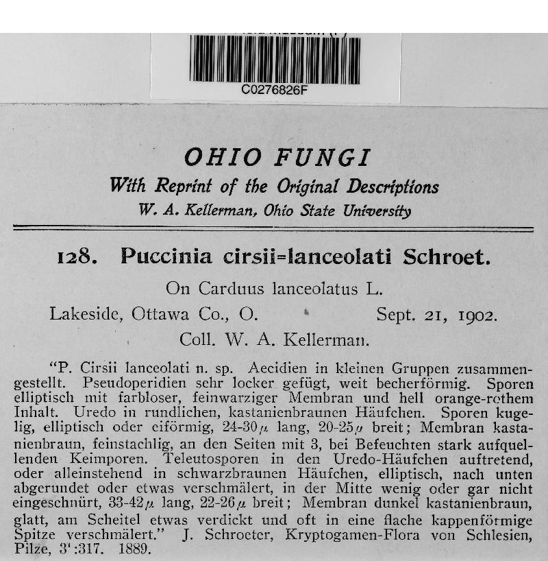 Puccinia cnici image