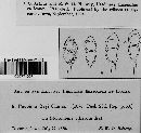 Puccinia dayi image