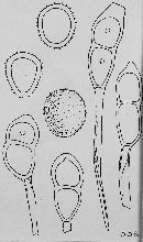 Puccinia distichlidis image