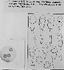 Puccinia ellisiana image