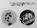 Puccinia fraxinata image