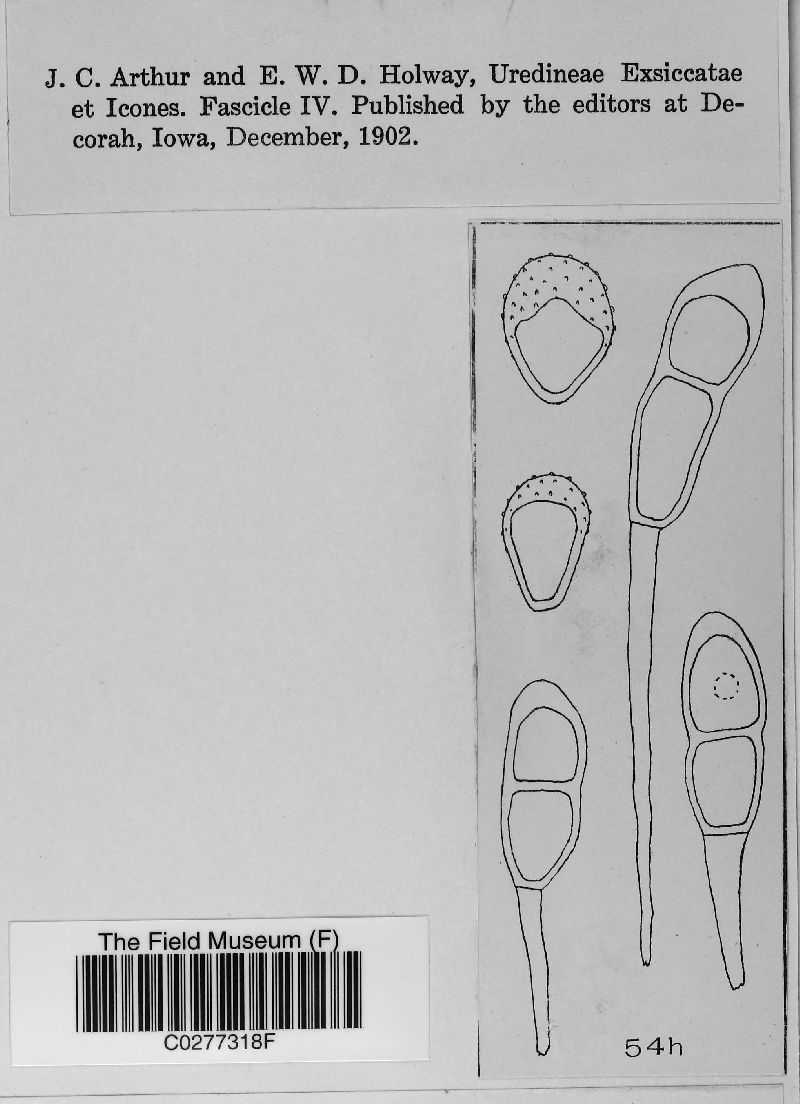 Puccinia fraxinata image