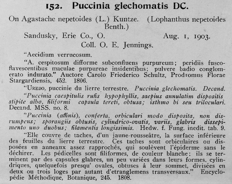 Puccinia glechomatis image
