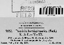 Puccinia hemisphaerica image
