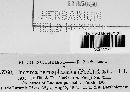 Puccinia hemisphaerica image