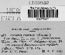 Puccinia hieracii image