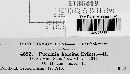 Puccinia hordei image