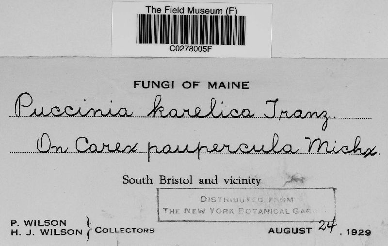 Puccinia karelica image