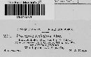 Puccinia lobeliae image