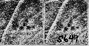 Puccinia menthae image