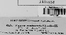 Puccinia montanensis image