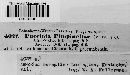 Puccinia pimpinellae image