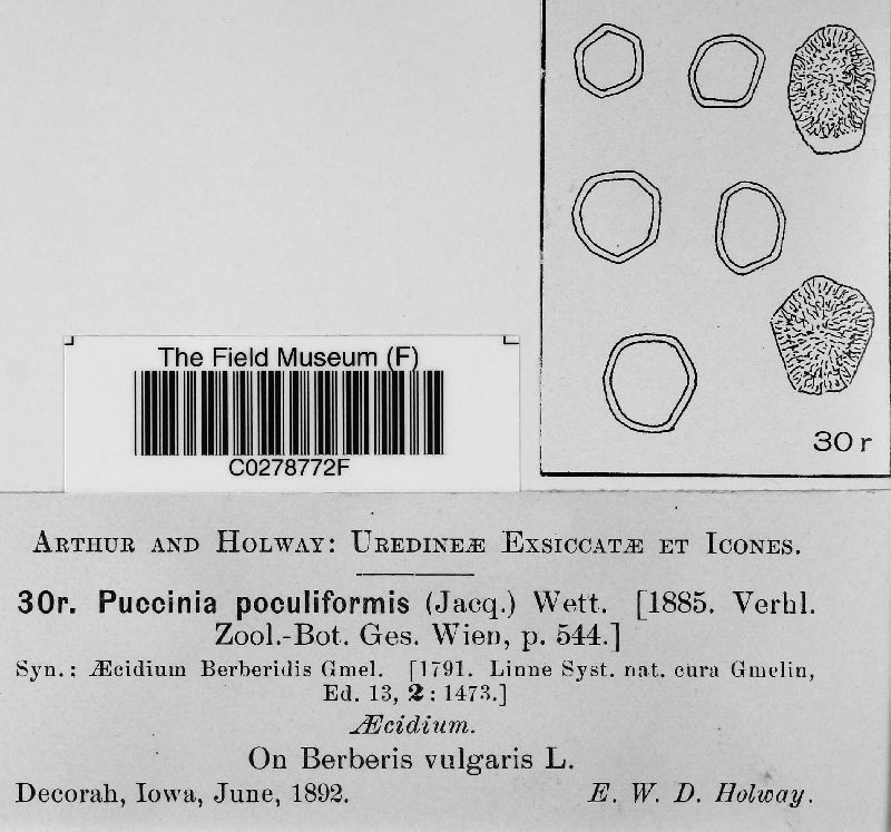 Puccinia poculiformis image