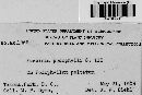 Puccinia podophylli image